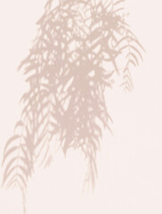 Tropical tree shadows on beige wall. Minimalist Plant aesthetic wallpaper. Canary island