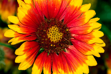 indian blanket flower