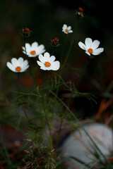 beautiful shot of cosmos flowers in a field