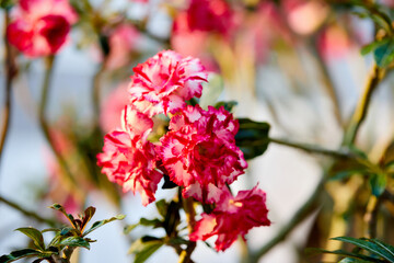 Close-up pink Mock Azalea flower