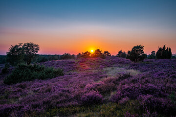 Fototapeta na wymiar Sunset Lüneburger Heide