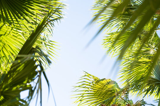 green palm leaves on a blue sky background