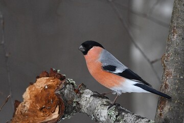 bullfinch is sitting on a branch in the forest