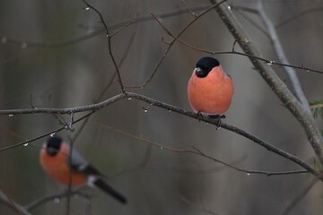 bullfinch is sitting on a branch in the forest
