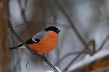 bullfinch is sitting on a branch in the forest