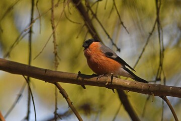 bullfinch is sitting on a branch in the forest