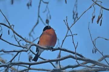bullfinch is sitting on a branch in the forest