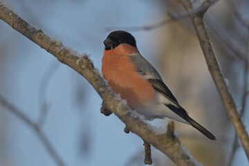 bullfinch is sitting on a branch in the forest
