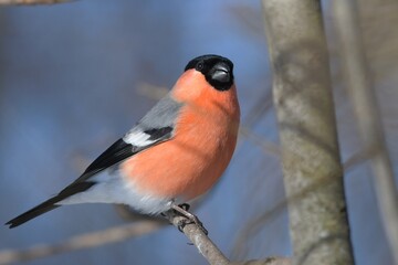 bullfinch is sitting on a branch in the forest