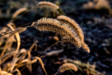 wintermorgen