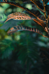 Jungle plant leaf close up