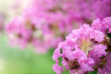 Spring background. Lilac flowers close-up and blurred background