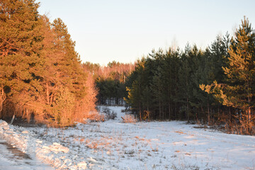 Winter. Trees. Snow. Sky