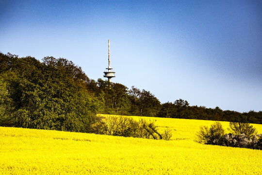 Niedersachsens Rapsfelder