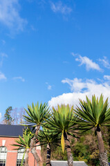 Fototapeta na wymiar ヤシの木と建物と快晴の青空。 ハワイの都市風景のコンセプト。