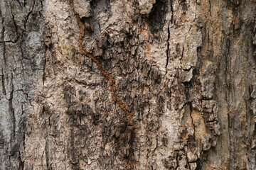 Old wooden planks with termite corridors, Background of Cracked wood 