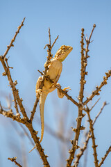 Ground Agama in the Kgalagadi