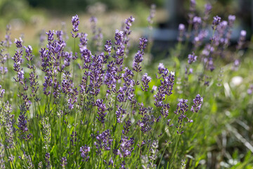 Lavender flowers lit by sunlight. Selective focus on lavender flower