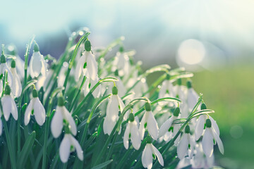 Snowdrops on bokeh background in sunny spring garden under sunbeams.