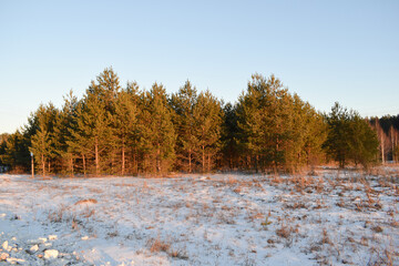 Winter. Fir trees. Snow. Sky