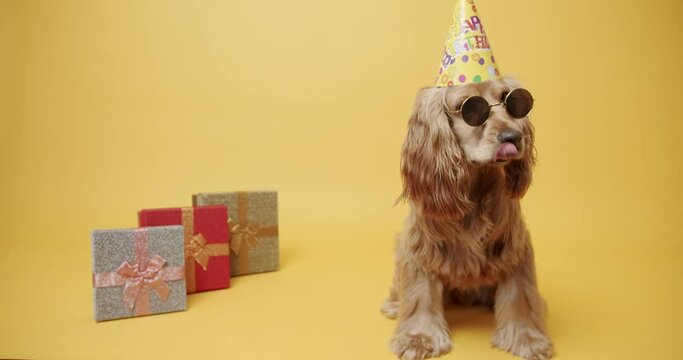 English Cocker Spaniel Wearing Party Hat and Many Gifts on a Yellow Background