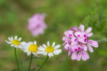 ジャーマンカモミールとローズゼラニウムの花