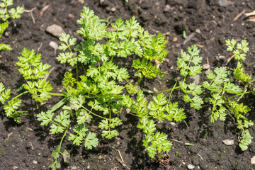 畑の緑のチャービルの葉