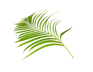 green leaf of palm tree on white background