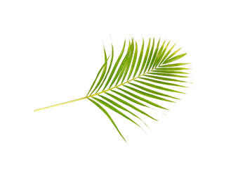 green leaf of palm tree on white background