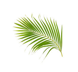 green leaf of palm tree on white background