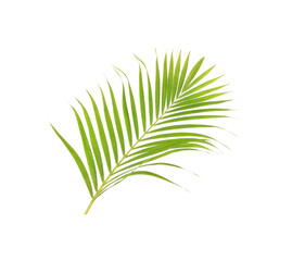 Fototapeta premium green leaf of palm tree on white background