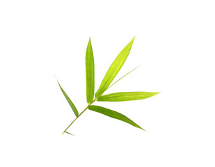 Fresh green bamboo leaf isolated on white for texture or wallpaper background