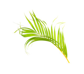 green leaf of palm tree on white background