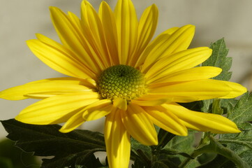 Fototapeta premium yellow flower