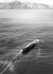 Humpback whales revealing their best features: white pectoral fins and the huge tail which are...