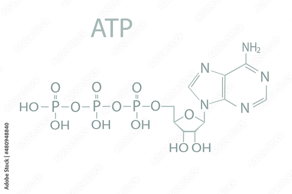 Wall mural adenosine triphosphate (atp) molecular skeletal chemical formula.