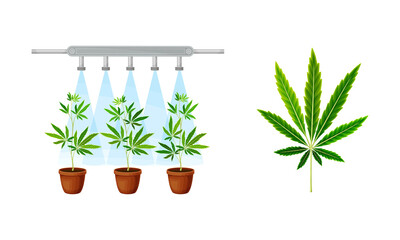 Industrial hemp cultivation set. Pots with seedlings and cannabis leaf vector illustration