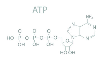 Adenosine triphosphate (ATP)  molecular skeletal chemical formula.	