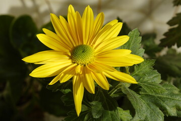 yellow flower chrysanthemum 