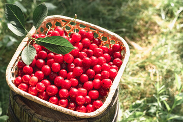 Red ripe cherries. Berries in a basket.