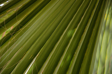 Palm tree leaf surface with shadow. Selective focus texture of green palm leaf. Natural background with copy space.