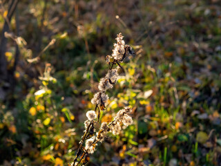 wild fluffy grass in the field