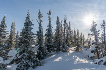 winter nature under snow