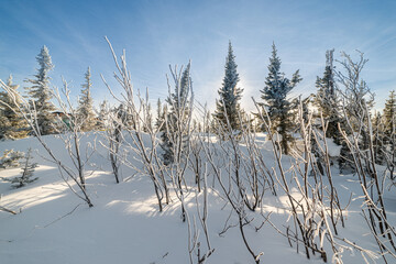 winter nature under snow