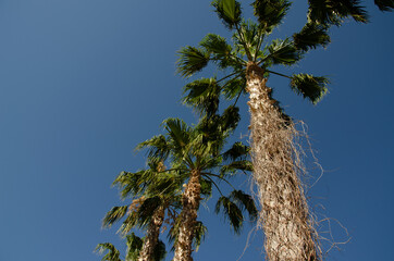 Photo of palms from bottom to top. Bottom view of trunks of palm trees on background of palm leaves...