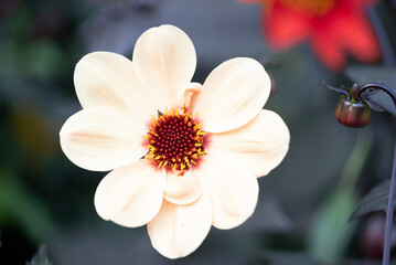 red and white flower