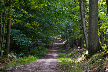Obraz premium path in the woods