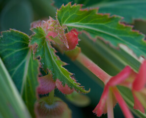 christmas holly berries