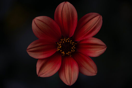 red flower on black background macro
