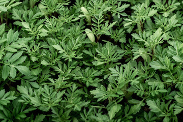 Young seedlings of annual marigold flowers for garden beds. Growing flowers from seeds.